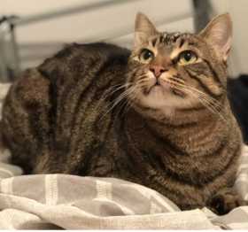 Lost Cat