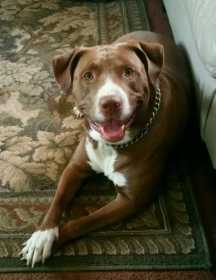 Lost Dog