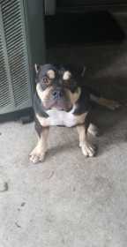 Lost Dog