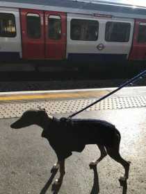 Lost Dog