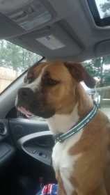 Lost Dog