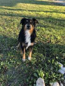 Lost Dog