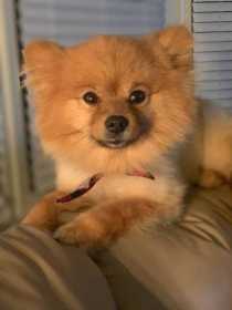Lost Dog