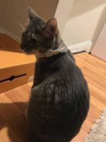 Lost Cat