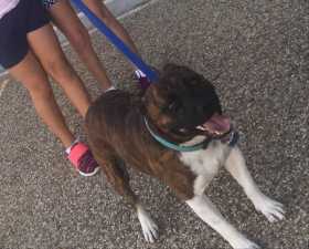 Lost Dog