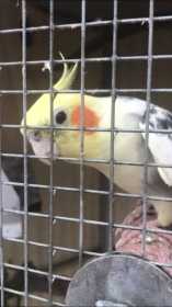 Lost Cockatiel