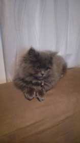 Lost Cat