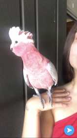 Lost Galah Cockatoo