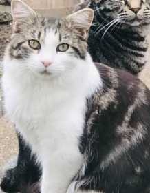 Lost Cat
