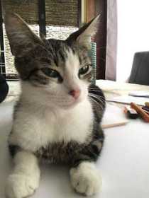 Lost Cat