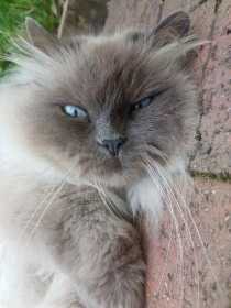 Lost Cat