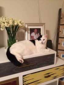 Lost Cat