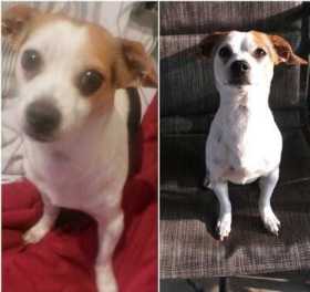 Lost Dog