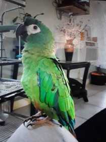 Lost Macaw