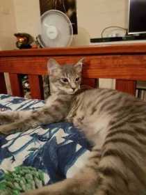 Lost Cat