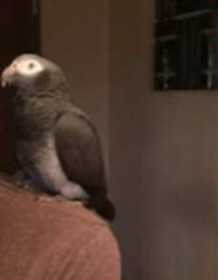 Lost African Grey