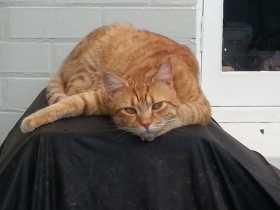 Lost Cat