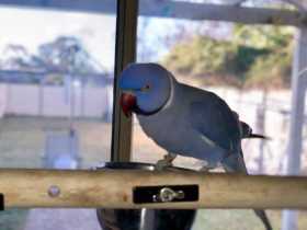 Lost Indian Ringneck Parakeet