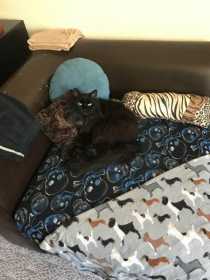 Lost Cat