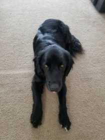 Lost Dog