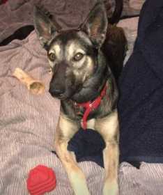 Lost Dog