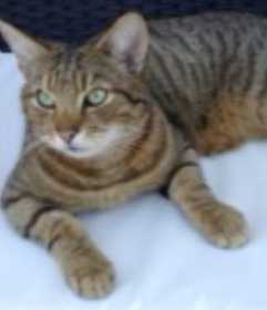 Lost Cat