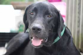 Lost Dog