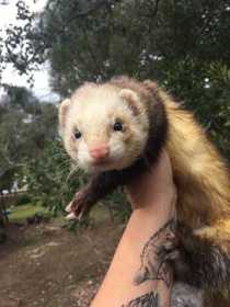 Lost Ferret