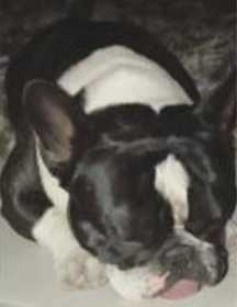 Lost Dog