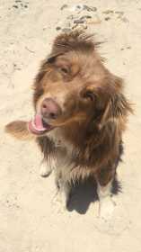 Lost Dog