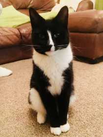 Lost Cat