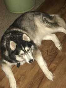 Lost Dog