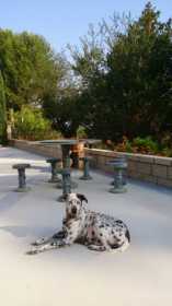 Lost Dog