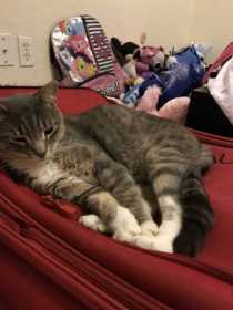 Lost Cat