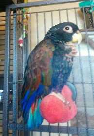 Lost Pionus
