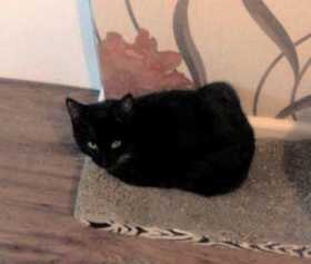 Lost Cat