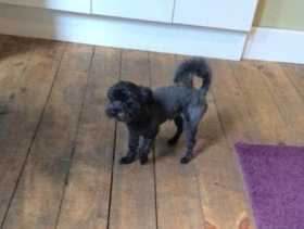 Lost Dog