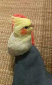 Lost Cockatiel