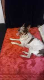 Lost Dog