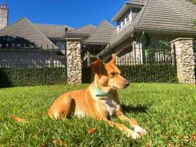 Lost Dog
