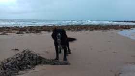 Lost Dog