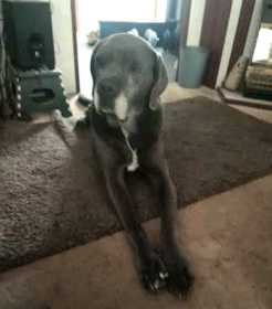 Lost Dog