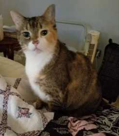 Lost Cat