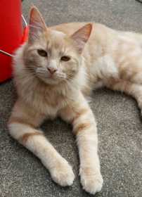 Lost Cat