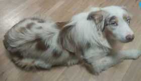 Lost Dog
