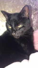 Lost Cat
