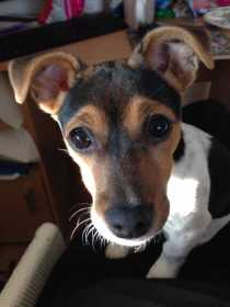 Lost Dog