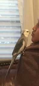 Lost Cockatiel