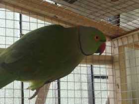 Lost Indian Ringneck Parakeet