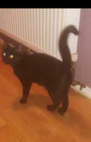 Lost Cat